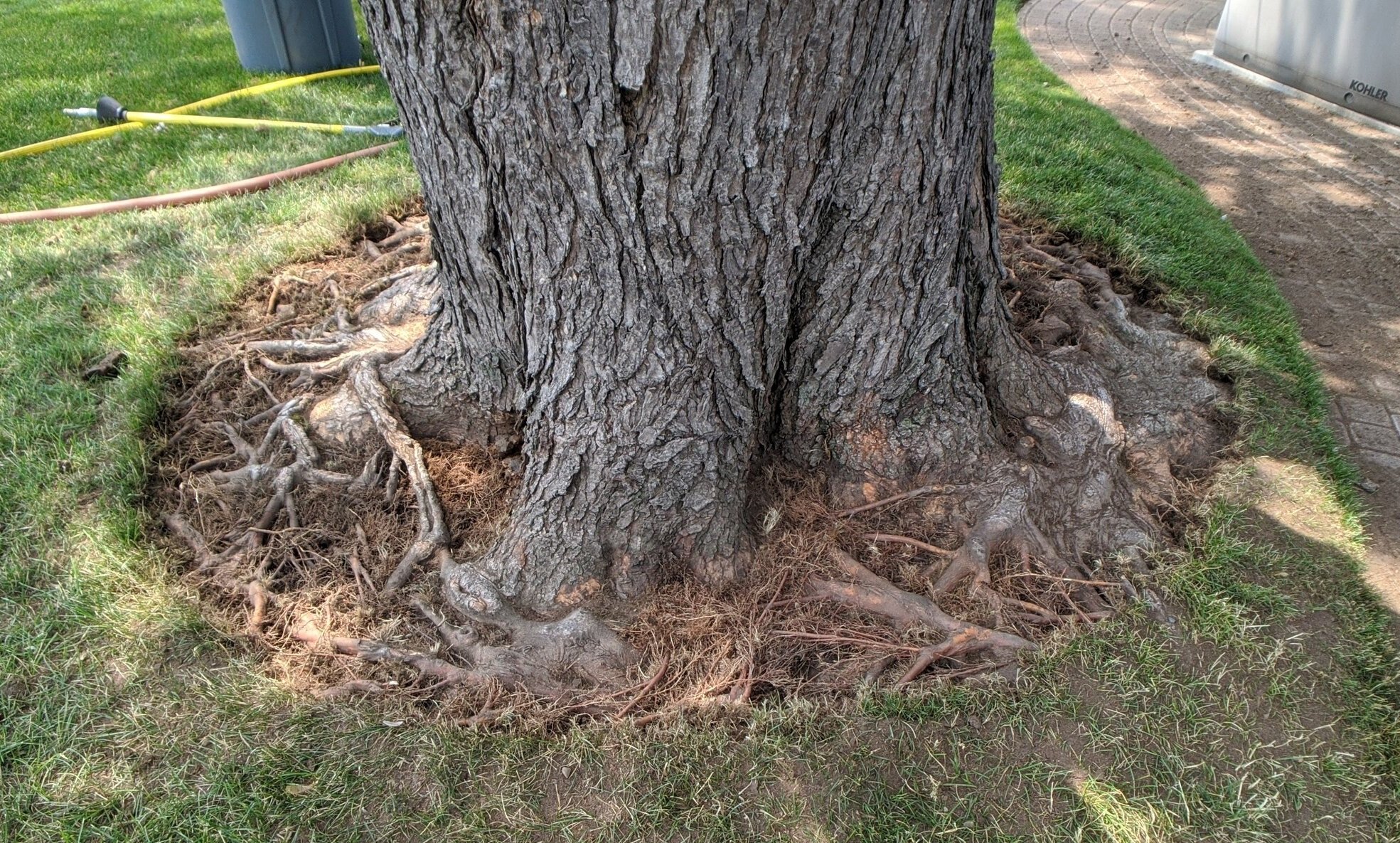 lake bluff il root girdling