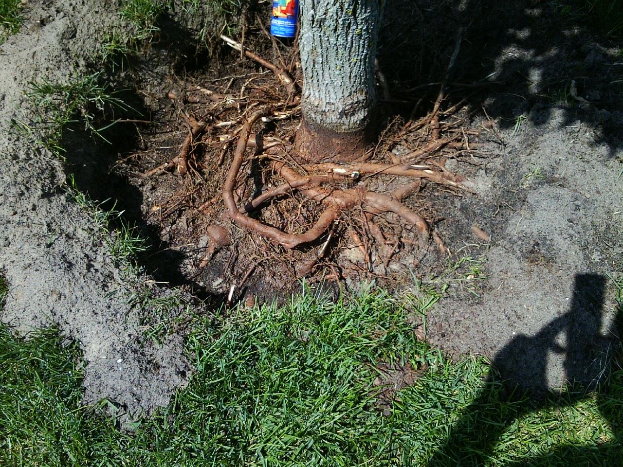 root girdling lake bluff il