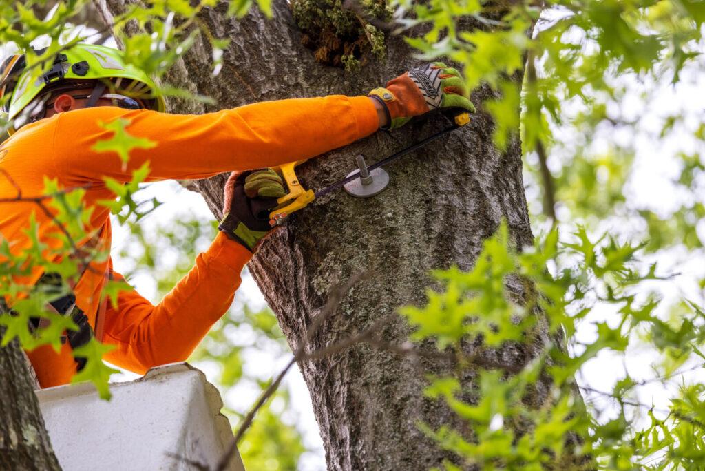 Tree Cabling and Bracing Services for Strong, Healthy Trees